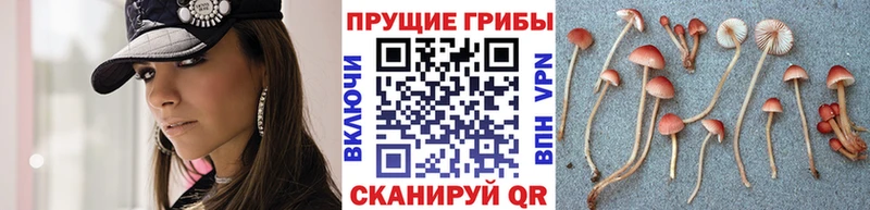 цена наркотик  Камбарка  Галлюциногенные грибы прущие грибы 